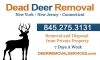 Dead Deer Removal Avatar